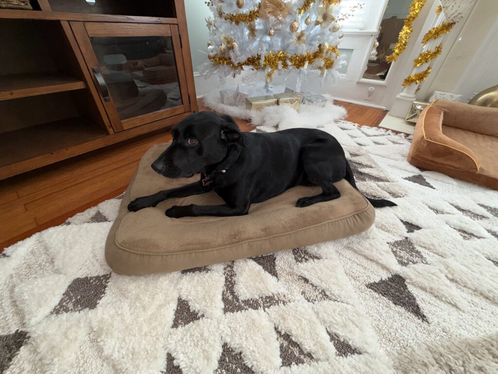 Molly In Her Old Bed